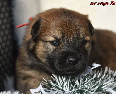 Les chiots de Eurasier