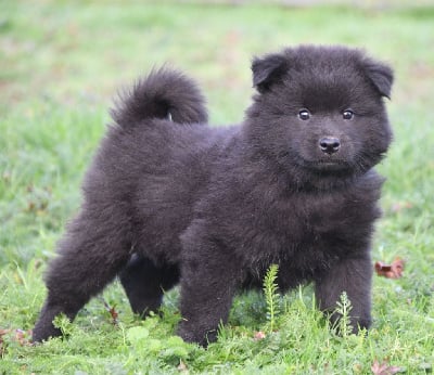 Les chiots de Eurasier