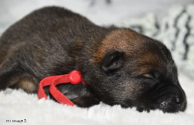 Les chiots de Eurasier