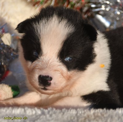 Les chiots de Laika de iakoutie