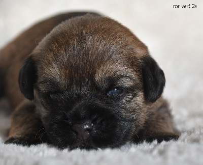 Les chiots de Border Terrier