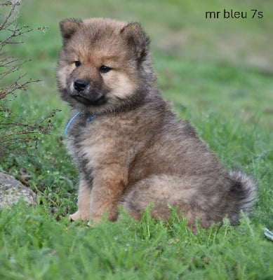 Les chiots de Eurasier