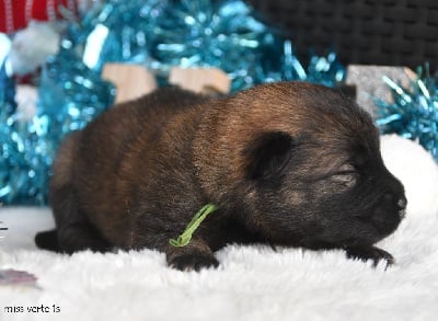 Les chiots de Eurasier
