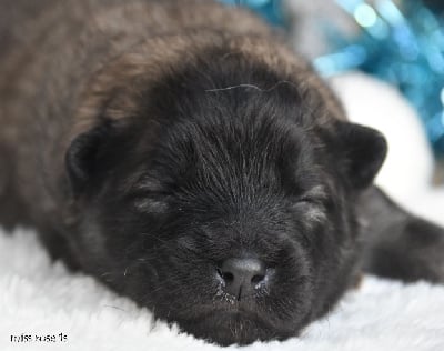 Les chiots de Eurasier