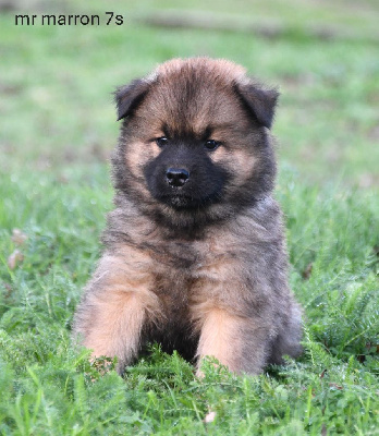 Les chiots de Eurasier