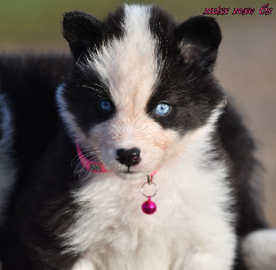 Les chiots de Laika de iakoutie