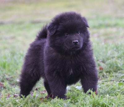 Les chiots de Eurasier