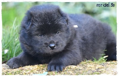 Les chiots de Eurasier