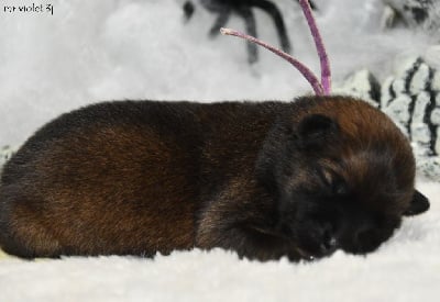 Les chiots de Eurasier