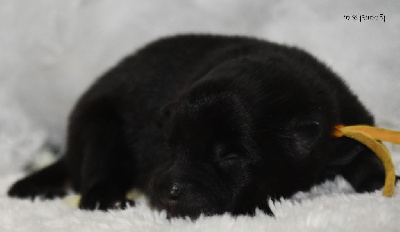 Les chiots de Eurasier