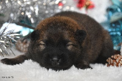 Les chiots de Eurasier