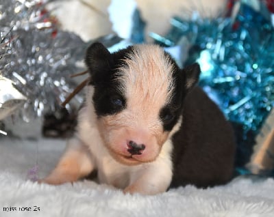 Les chiots de Laika de iakoutie