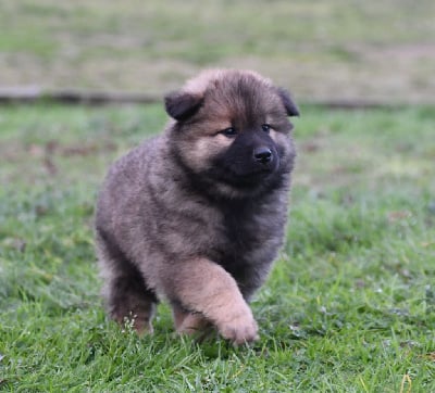 Les chiots de Eurasier