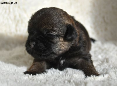Les chiots de Border Terrier