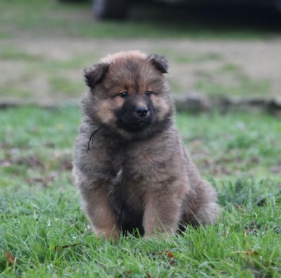 Les chiots de Eurasier