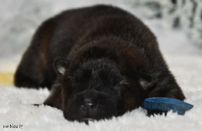 Les chiots de Eurasier