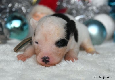 Les chiots de Laika de iakoutie