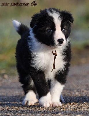 Les chiots de Laika de iakoutie