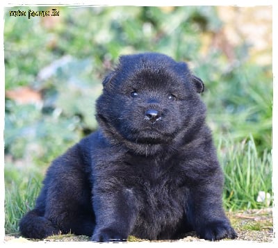 Les chiots de Eurasier