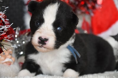 Les chiots de Laika de iakoutie