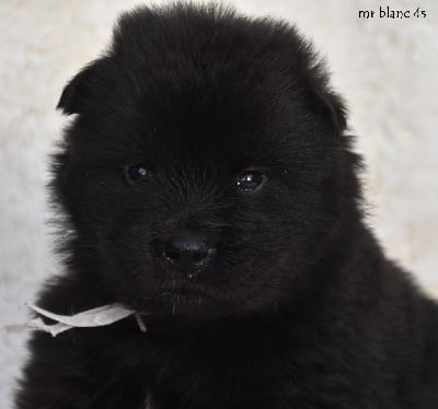Les chiots de Eurasier