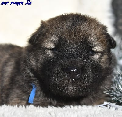 Les chiots de Eurasier