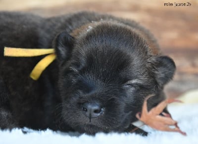 Les chiots de Eurasier