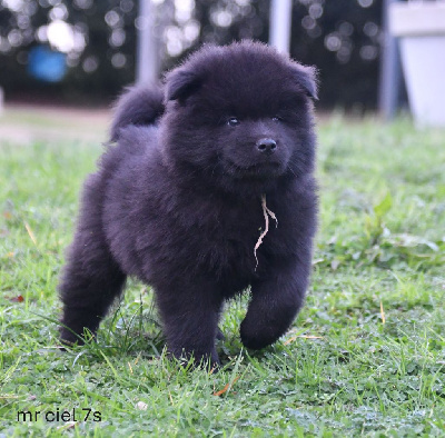 Les chiots de Eurasier