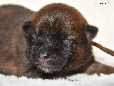 Les chiots de Eurasier