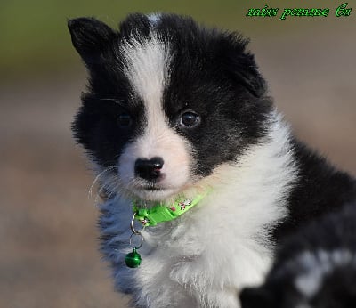 Les chiots de Laika de iakoutie