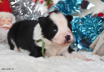 Les chiots de Laika de iakoutie