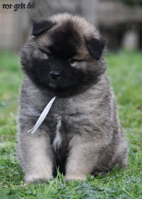 Les chiots de Eurasier