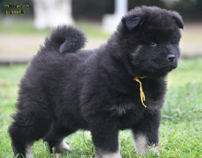 Les chiots de Eurasier
