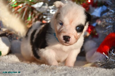 Les chiots de Laika de iakoutie
