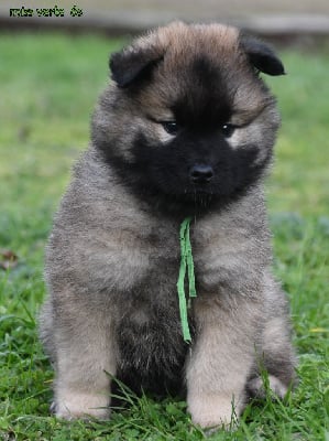 Les chiots de Eurasier