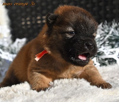 Les chiots de Eurasier