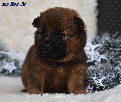 Les chiots de Eurasier