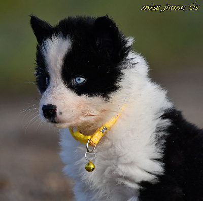 Les chiots de Laika de iakoutie