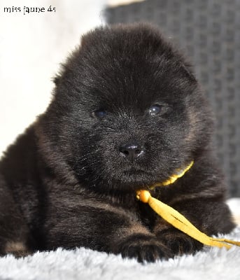Les chiots de Eurasier