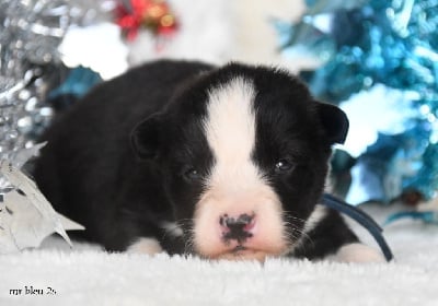 Les chiots de Laika de iakoutie