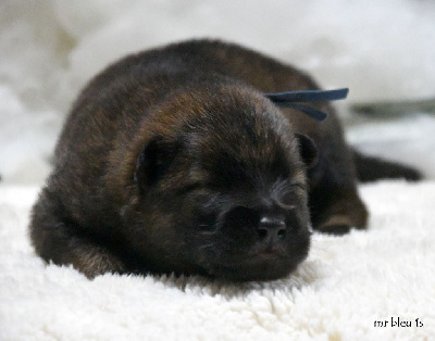Les chiots de Eurasier