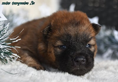 Les chiots de Eurasier