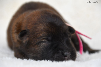 Les chiots de Eurasier