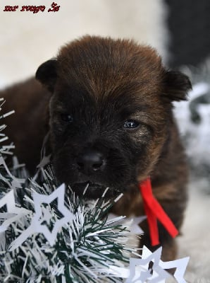 Les chiots de Eurasier