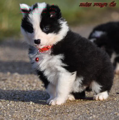 Les chiots de Laika de iakoutie