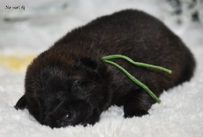 Les chiots de Eurasier