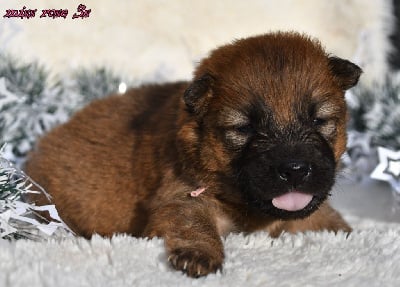 Les chiots de Eurasier