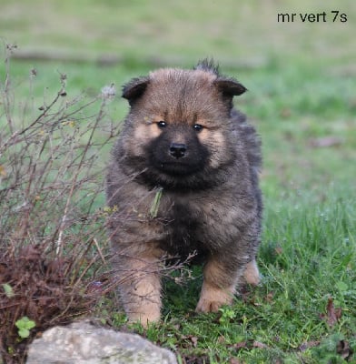 Les chiots de Eurasier