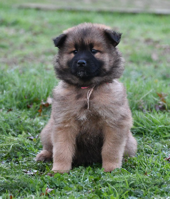 Les chiots de Eurasier