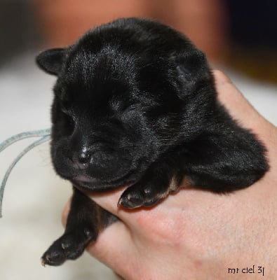 Les chiots de Eurasier